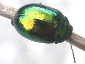 COLEOTTERI NEL FORUM - Chrysomelidae: Gen. Chrysolina